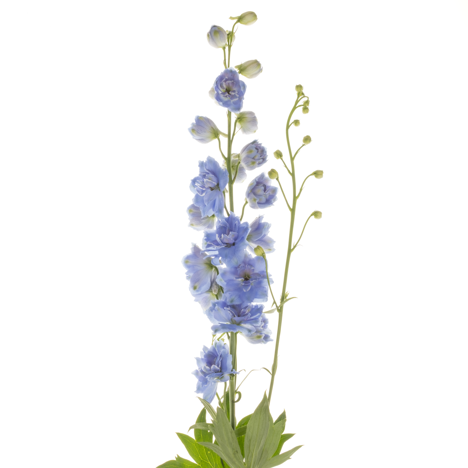 Delphinium hell blau Bas 70cm