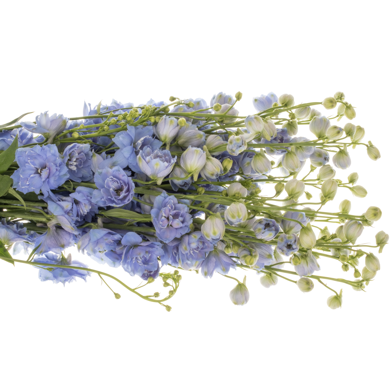 Delphinium hell blau Bas 70cm