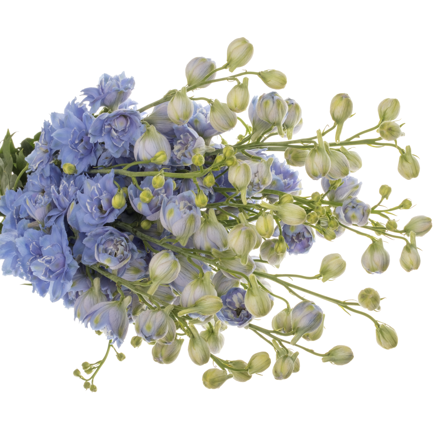 Delphinium hell blau Bas 70cm