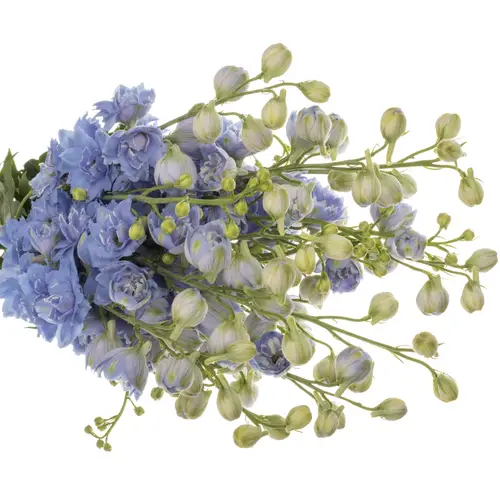 Delphinium hell blau Bas 70cm