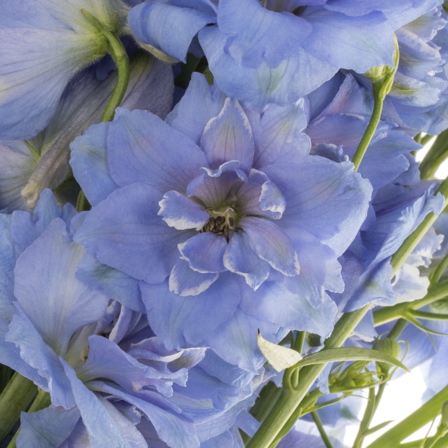 Delphinium hell blau Bas 70cm