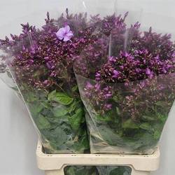 Phlox lila Blue Boy 70cm