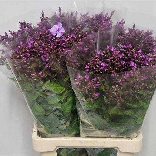 Phlox lila Blue Boy 70cm
