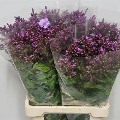 Phlox lila Blue Boy 70cm