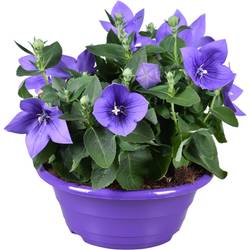 Platycodon lila TST Schale T23 H30