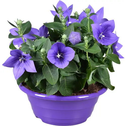 Platycodon lila TST Schale T23 H30