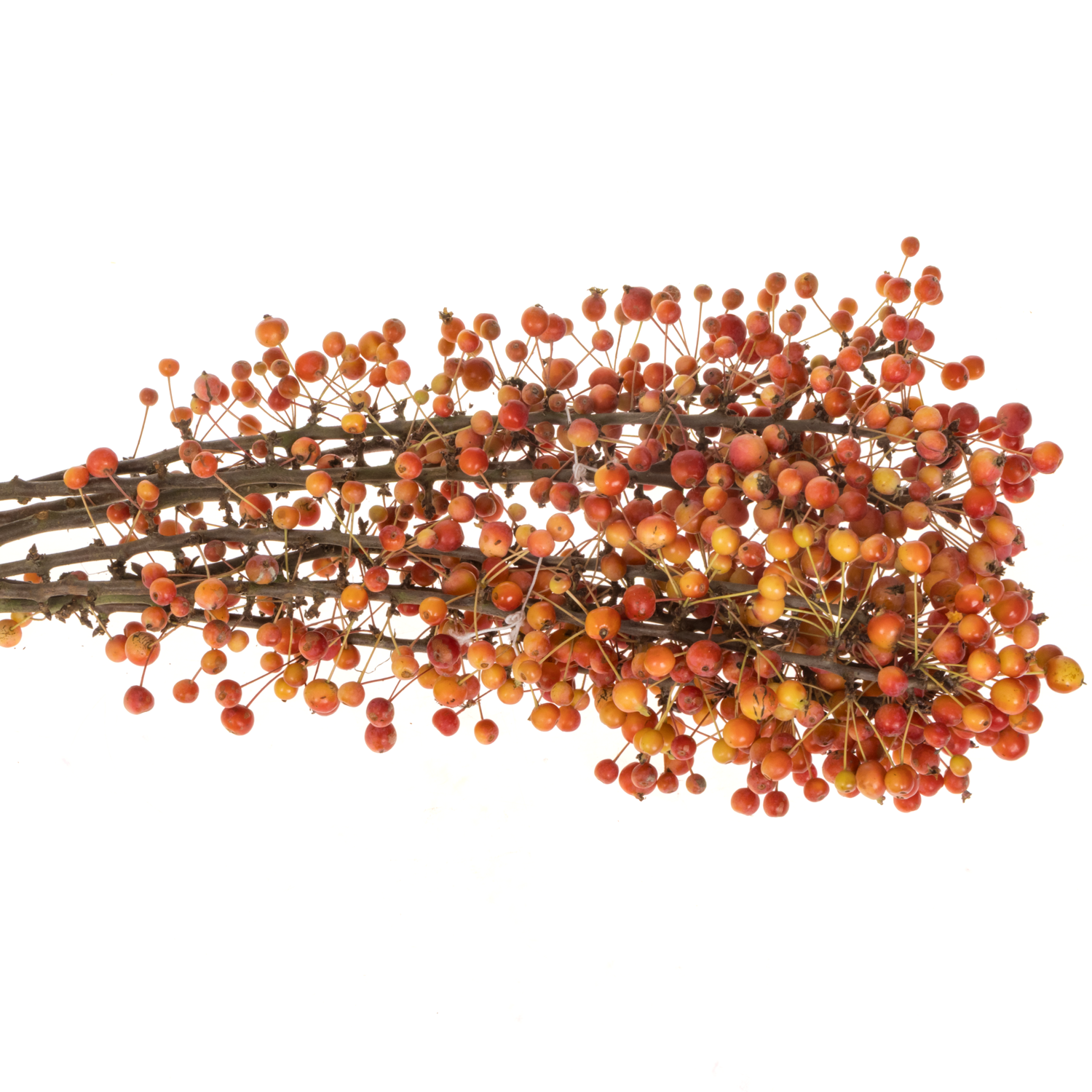 Zierapfel rot Adirondack 50cm