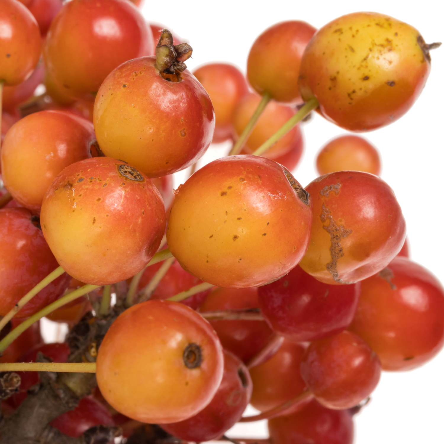 Zierapfel rot Adirondack 50cm