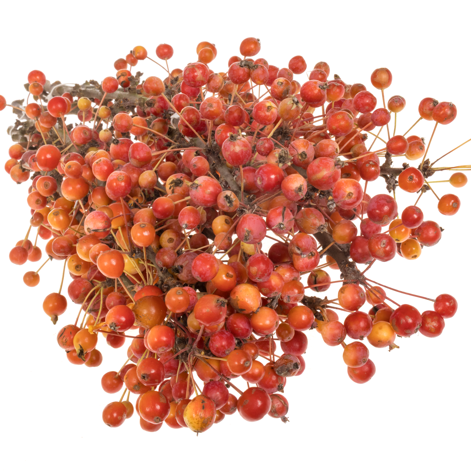 Zierapfel rot Adirondack 50cm