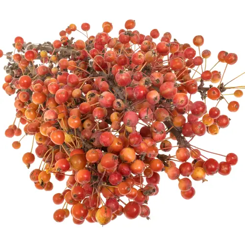 Zierapfel rot Adirondack 50cm