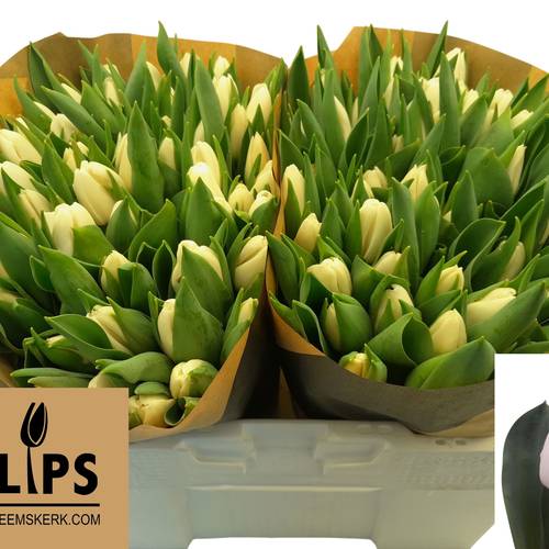 Tulpe weiss Update 40 Gramm