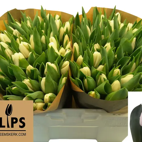 Tulpe weiss Update 40 Gramm
