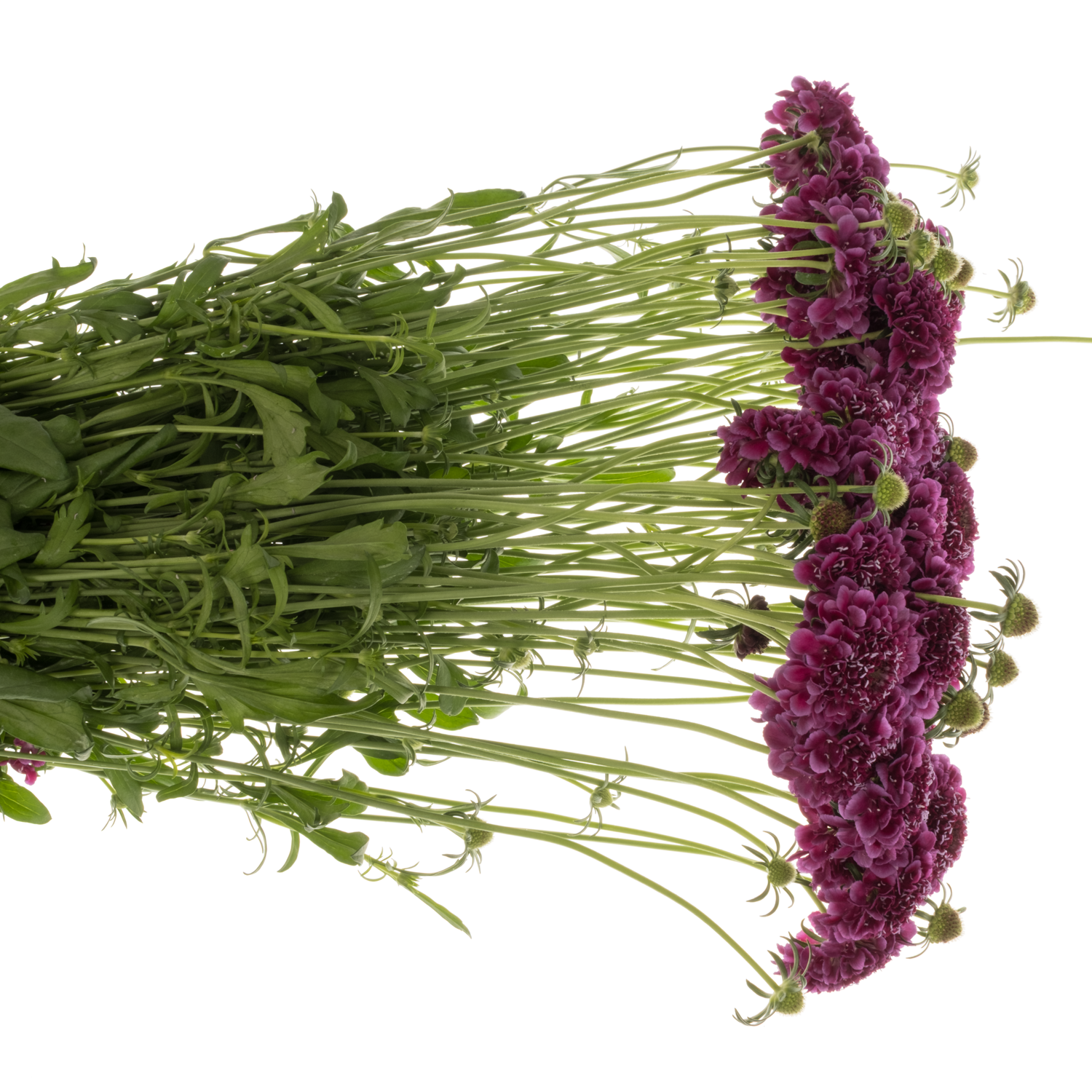 Scabiosa dunkel lila Dark Purple 70cm