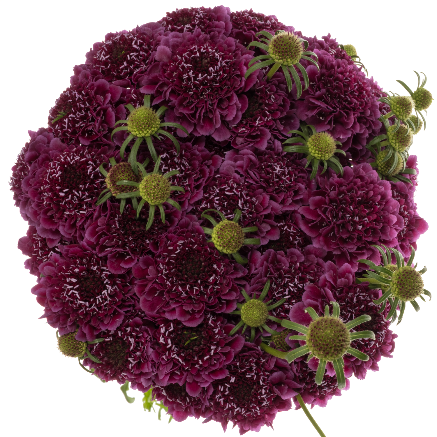 Scabiosa dunkel lila Dark Purple 70cm