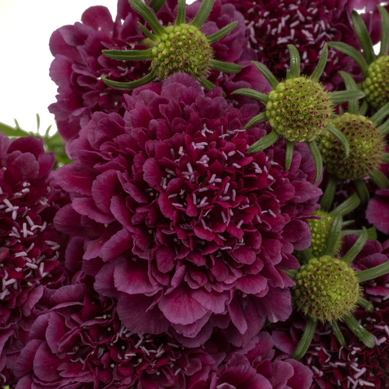 Scabiosa dunkel lila Dark Purple 70cm