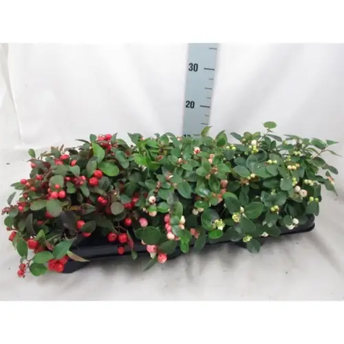 Gaultheria mix T10,5 H20
