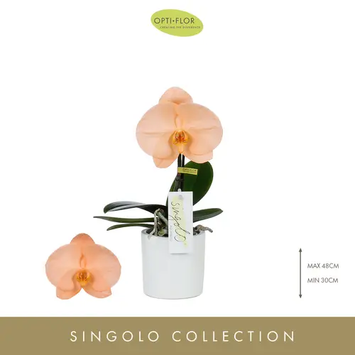 Phal.1-R orange Gefarbt Singolo T09 H40