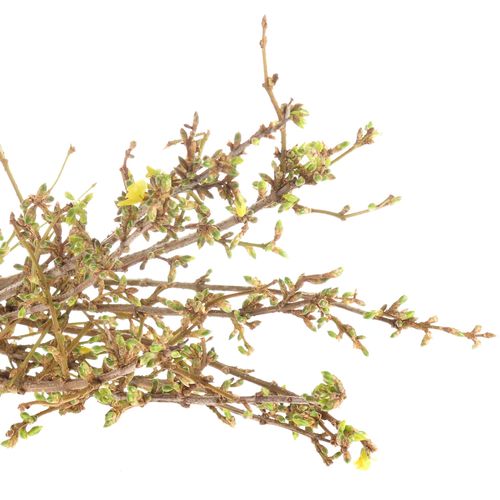 Forsythia gelb  40cm