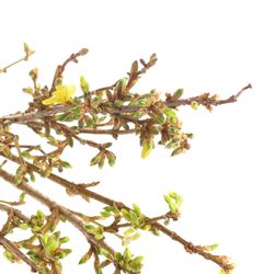 Forsythia gelb  40cm