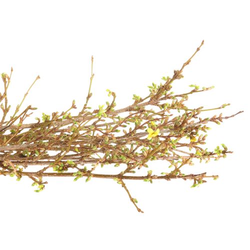 Forsythia gelb  40cm