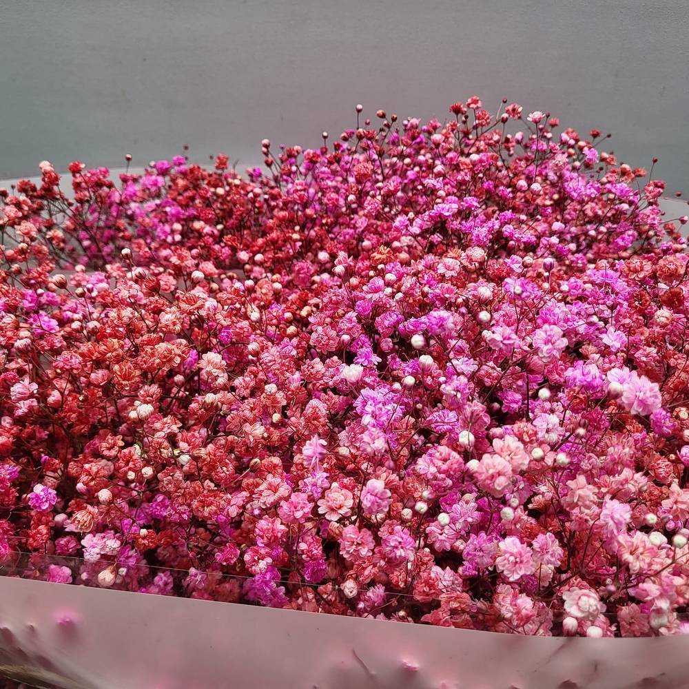 Gyps rot / rosa  love mix Ecuador grosse Blüte 80cm