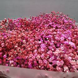 Gyps rot / rosa  love mix Ecuador grosse Blüte 80cm