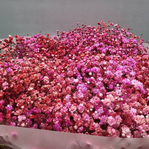 Gyps rot / rosa  love mix Ecuador grosse Blüte 80cm