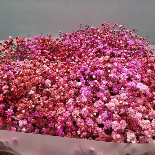 Gyps rot / rosa  love mix Ecuador grosse Blüte 80cm