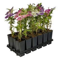 Buddleja Dav. mix im Tray T15 H055