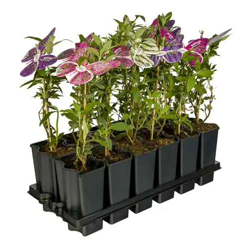 Buddleja Dav. mix im Tray T15 H055