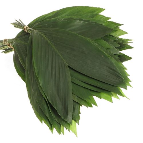 Hasenohren Blatt grün Klein 30cm