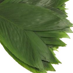 Hasenohren Blatt grün Klein 30cm