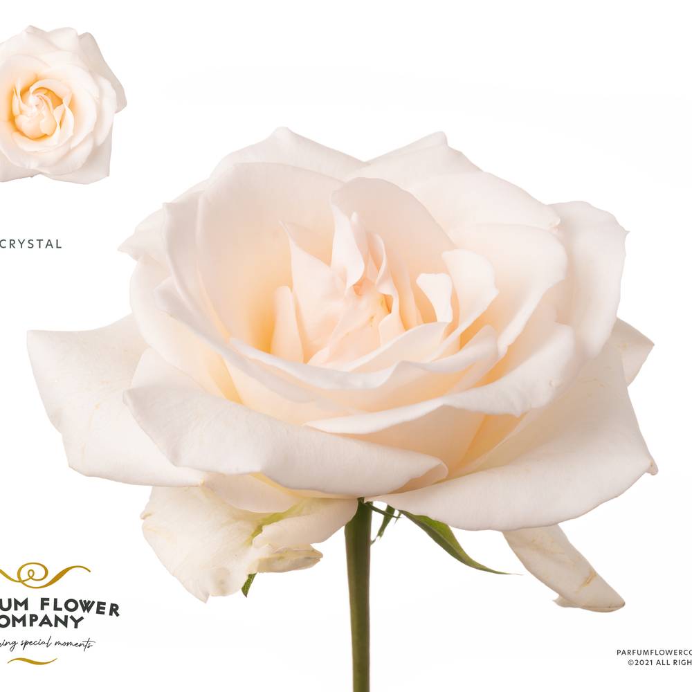 Rose creme Premium Crystal 50cm