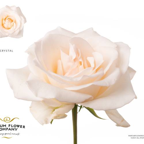 Rose creme Premium Crystal 50cm