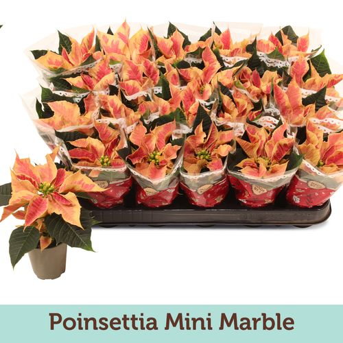Poins.bicolor Marble mini Tüte T06 H13
