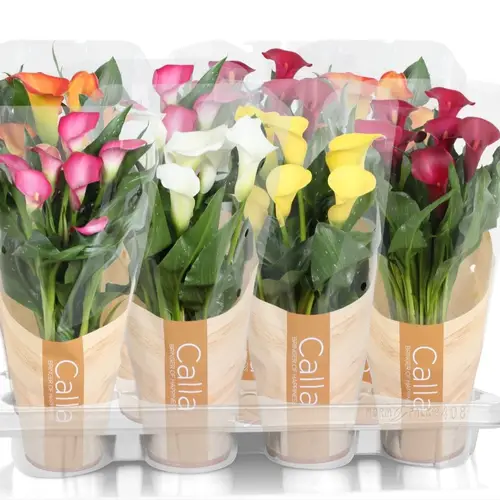 Calla mix 4+ T13 H040