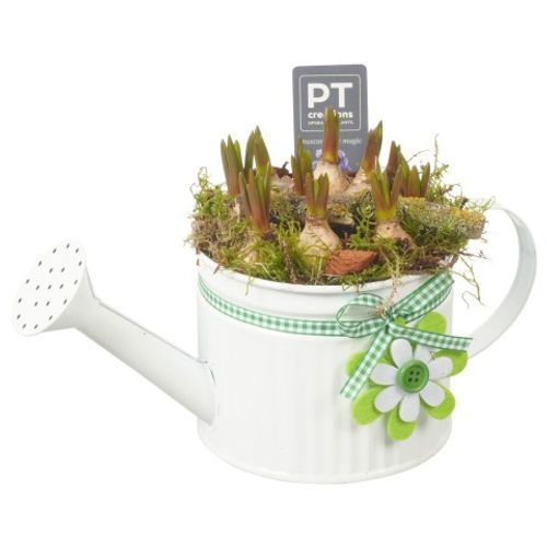 Muscari.Arr PTMB2639 T12 H17