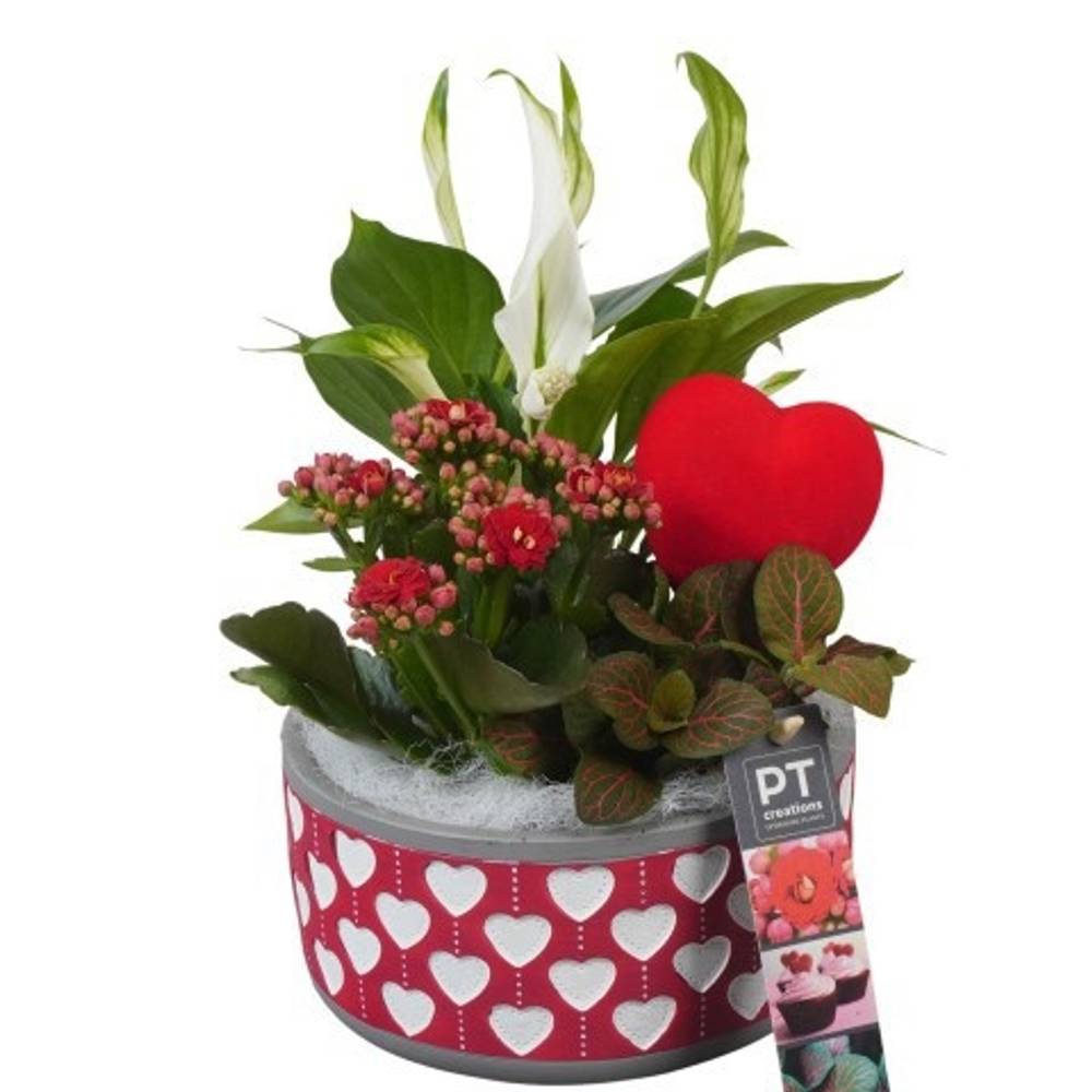 Spath.Arr PTVMB2308 T16 H026