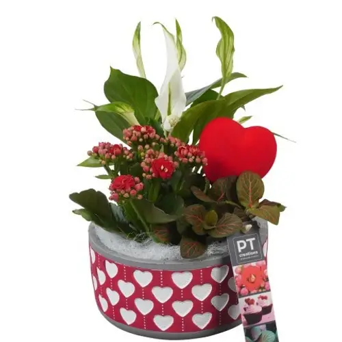 Spath.Arr PTVMB2308 T16 H026