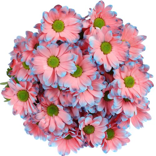 Chrys.Tros rosa/blau Bazooka gefärbt