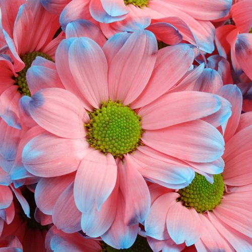 Chrys.Tros rosa/blau Bazooka gefärbt