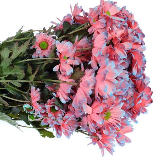 Chrys.Tros rosa/blau Bazooka gefärbt