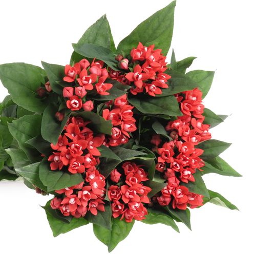 Bouvardie rot Diamond Coral 70cm