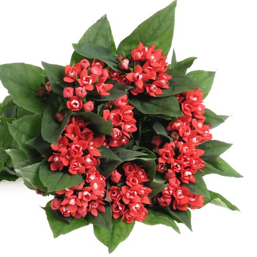 Bouvardie rot Diamond Coral 70cm