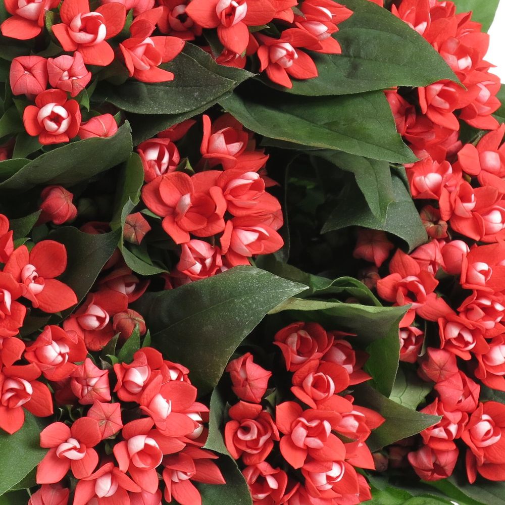 Bouvardie rot Diamond Coral 70cm