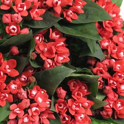 Bouvardie rot Diamond Coral 70cm