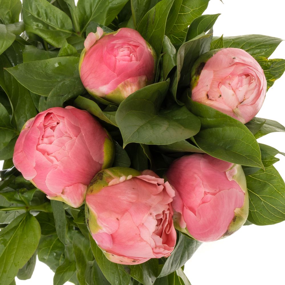 Pfingstrose salmon Chiffon Extra 50cm