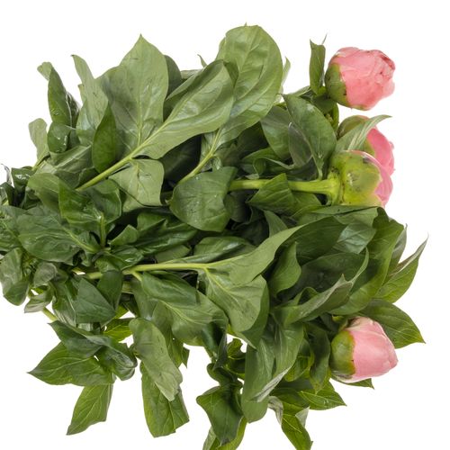 Pfingstrose salmon Chiffon Extra 50cm