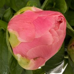 Pfingstrose salmon Chiffon Extra 50cm