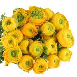 Ranunkel gelb Elegance Italie Extra 40cm